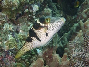 Pufferfish with unique pattern, Saddle Pufferfish (Canthigaster valentini), swimming in the coral