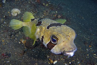 Masked hedgehogfish (Diodon liturosus), hedgehogfish, with yellow fins over a sandy seabed, dive