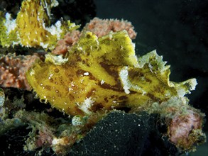 A yellow fish, rocking fish (Taenianotus triacanthus), sits between living coral formations, dive