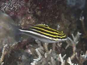 A striped fish, sash snapper (Scolopsis bilineata) juvenile, moving between corals in the depth,