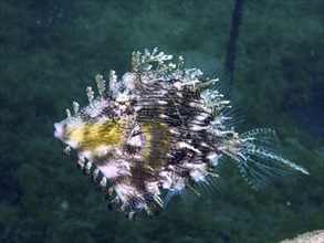 A structured fish, jewellery filefish (Chaetodermis penicilligerus), filefish, floats through a