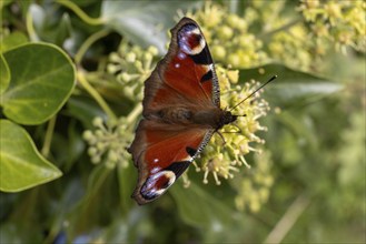 Peacock butterfly (Aglais io) on flower, St Abbs, Scottish Borders, Scotland, Great Britain