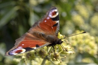 Peacock butterfly (Aglais io) on flower, St Abbs, Scottish Borders, Scotland, Great Britain