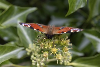 Peacock butterfly (Aglais io) on flower, St Abbs, Scottish Borders, Scotland, Great Britain