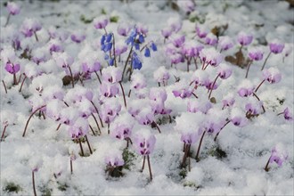 Cyclamen (Cyclamen coum) and Siberian squill (Scilla siberica) in the snow, Emsland, Lower Saxony,