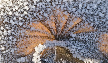 Brooklime (Geum rivale), leaf with hoar frost, Emsland, Lower Saxony, Germany, Europe