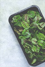 Sorrel, bloody Mary, fresh baby sorrel leaves, with red veins, microgreens, in a black container