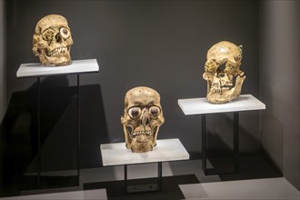 Human skull masks, archaeological site and museum of Templo Mayor, Mexico City, Mexico, Central