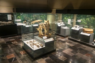 Taxidermy Mexican wolf and other creatures, archaeological site and museum of Templo Mayor, Mexico