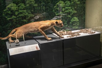 Taxidermy puma big cat, archaeological site and museum of Templo Mayor, Mexico City, Mexico,