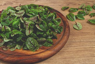 Sorrel bloody Mary, fresh baby sorrel leaves, with red veins, micro-greens, on a plate