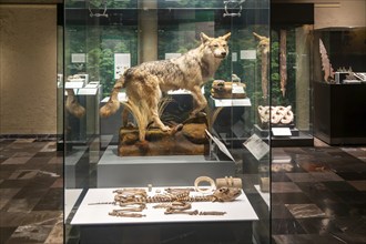 Taxidermy Mexican wolf and other creatures, archaeological site and museum of Templo Mayor, Mexico