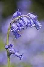 Bluebell (Hyacinthoides non-scripta), Emsland, Lower Saxony, Germany, Europe