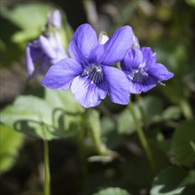 Wood Violet, Viola riviniana RCHB, flowering in the spring sunshine near East Grinstead