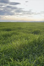 Young Wheat, Green Wheat Seedlings growing in a field