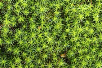 Macro shot of soft green moss