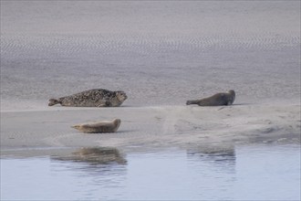 Seal family sunbathing on a sandbank