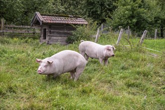 Two pigs having fun on a grass meadow in the Austrian Alps