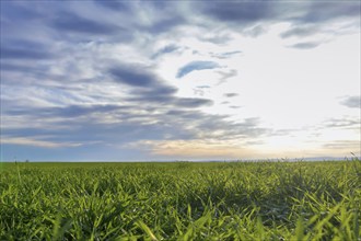 Young Wheat, Green Wheat Seedlings growing in a field