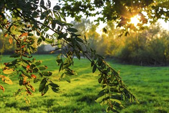 Beautiful orange golden sunset behind fields meadows and forests in summer on Harrier Sand island