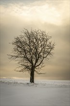 Winter landscape with tree/trees 3