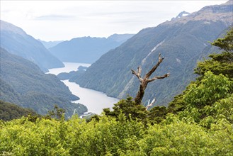 View to magnificent Doubtful Sound from a lookout, South Island of New Zealand