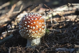 Amanita Muscaria in autumn. Fly agaric in a autumn forest. Poisonous mushroom