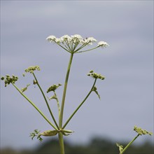 Hogweed, Heracleum sphondylium, flowering in the Sussex countryside