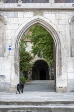 Young Dog waiting at a gate of monastery St Emeran in Regensburg for his master, Germany, Europe