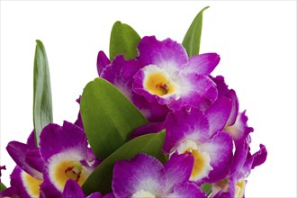 Pink dendrobium orchid flowers on a white background