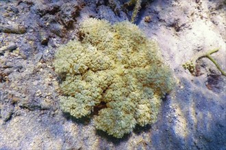 Upside Down Jellyfish (Cassiopea andromeda), Marine life