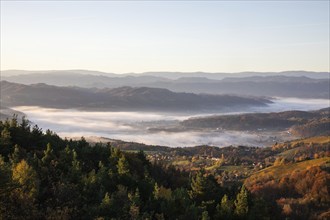 Autumn atmosphere in the morning light, fog drifts over forest with foliage colouring, vineyards