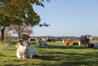 Big butt cows laying and resting on a green grass