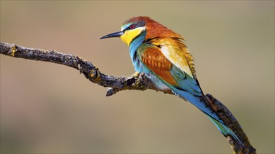 Bee-eater, Merops apiaster, Mediterranean Forest, Castilla y Leon, Spain, Europe