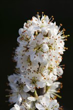 Blackthorn Blossom. Branch with white flowers