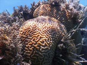 Brain coral in the bottom of the sea, Marine life