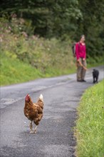 Passing a free hen during a hike in the Austrian alps, Austria, Europe