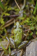 Closeup of a small green frog in the grass