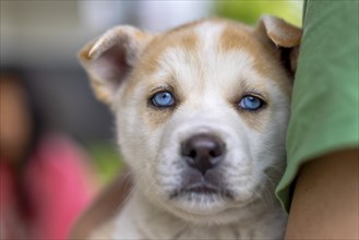 Close-up of a playful Akita and Husky mix puppy with bright blue eyes and a fluffy brown coat being