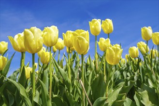 Closeup op blooming yellow tulips against a blue sky