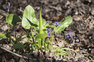 Adam and Eve plant, Arum maculatum, with some Bluebells growing in the spring sunshine