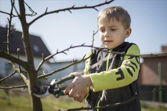 Six-year-old boy in the garden cuts branches of the tree during sunny spring day.