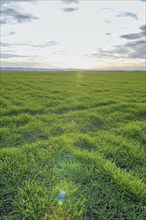 Young Wheat, Green Wheat Seedlings growing in a field