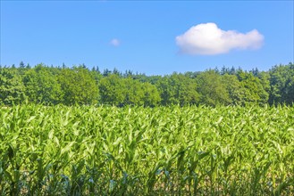 North German agricultural field forest and nature landscape panorama in Hemmoor Hechthausen