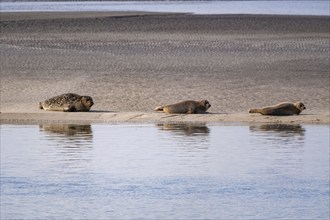 Seal family sunbathing on a sandbank