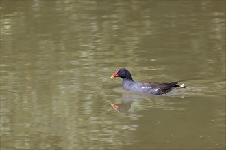 Common Moorhen, Gallinula chloropus, swimming across a lake