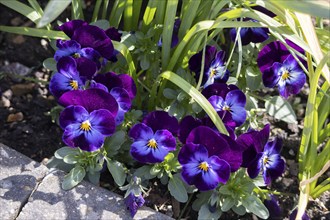 Colourful Pansies flowering in the spring sunshine