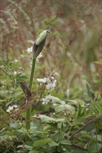 Hogweed, heracleum sphondylium, beginning to flower