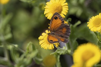 Gatekeeper or Hedge Brown, Pyronia tithonus, butterfly feeding on a Common Fleabane, Pulicaria