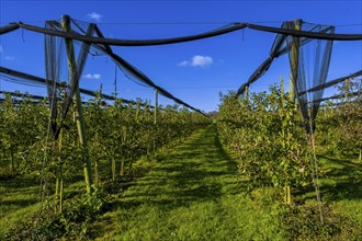 Apple trees with nets to protect against birds, Leimbach, Thurgau, Switzerland, Europe